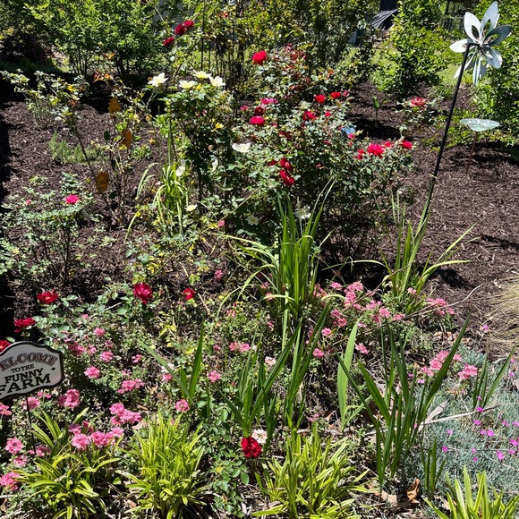 Posh Ambassador - Picture 1 of 1